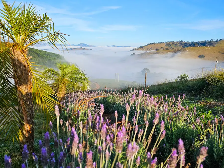 Campo de lavanda florido com o vale em neblina ao fundo, na Serra da Mantiqueira